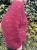 IMG_4261.jpeg