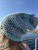 IMG_7524.jpeg