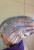 IMG_9728.jpeg