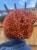 IMG_0102.jpeg